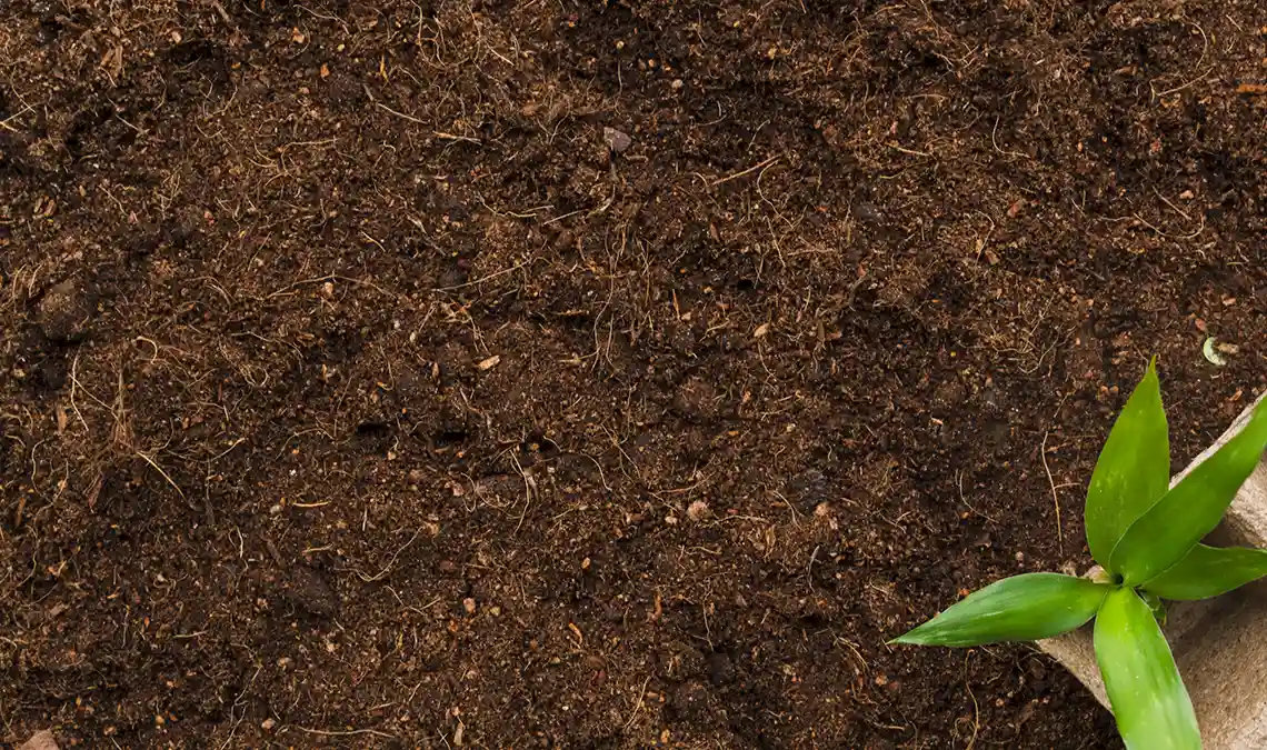 Feiner, hochwertiger Humus von oben fotografiert mit Setzling unten rechts.