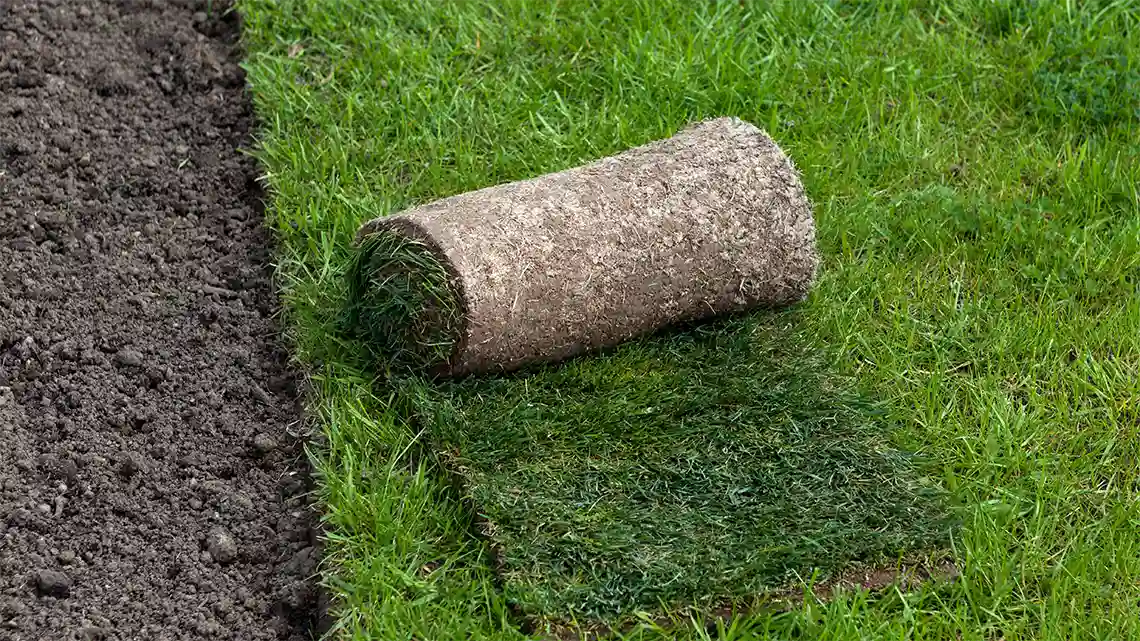 Bild zeigt links Streifen Mutterboden uns Substrate und rechtsseitig ausgerollten Rollrasen und darauf liegend eine Rolle noch nicht ausgerollten Rollrasen.